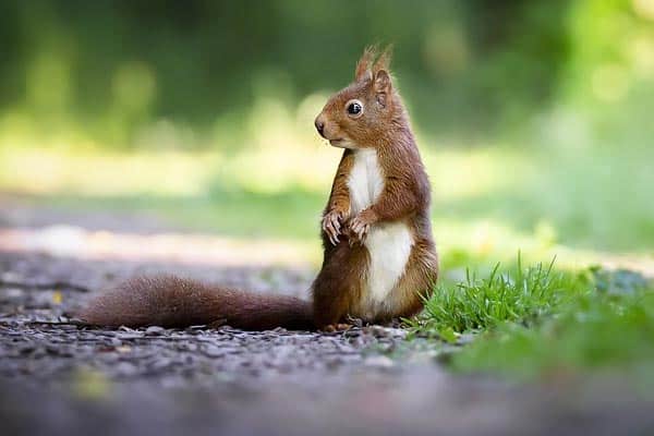Why You May Find Dead Squirrels in Your Yard and What to do About it