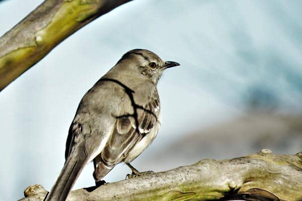 6 Ways to Get Rid of Mocking Birds