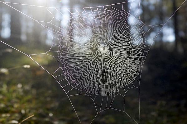 7 Ways to Rid Your Garage of Spiders