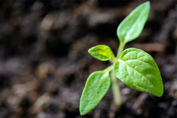 natural fertilizer for indoor plants